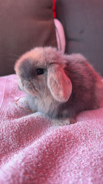 Mini lop boy