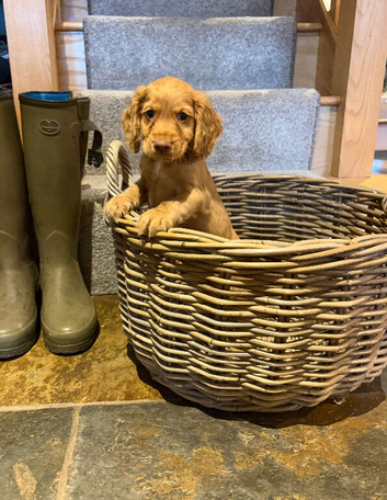 Working cocker spaniel puppies for sale