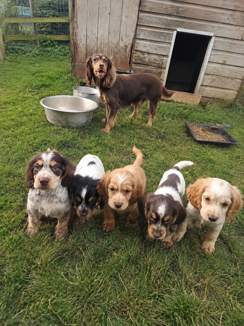 Beautiful Working Cocker Spaniel Boys
