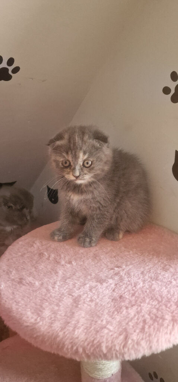 Scottish folds