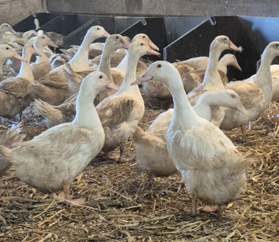 14 month old Cherry valley Female ducks