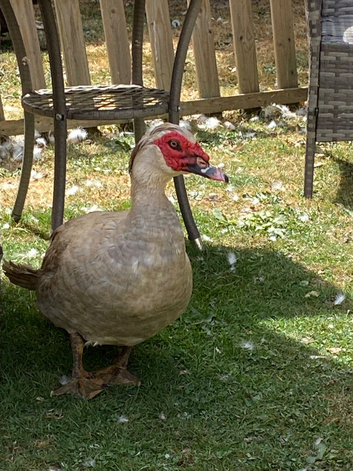 Muscovy Male Duck