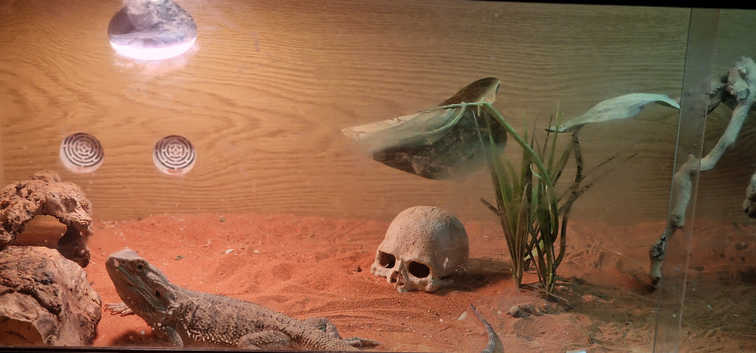Female adilt bearded dragon with viv or without
