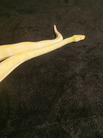 Lavender albino royal pythons