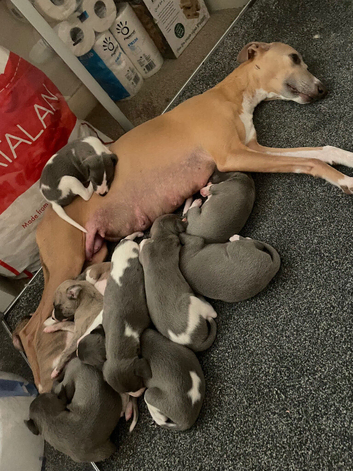 Beautiful KC registered whippets puppies for sale