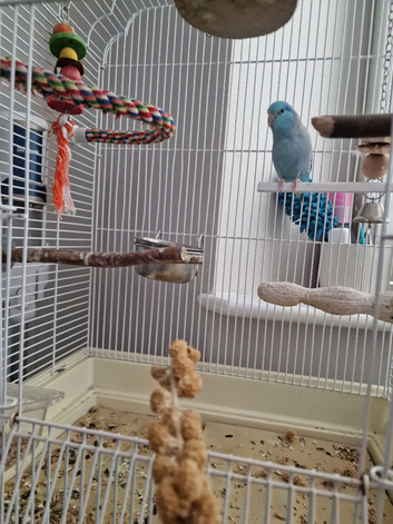 Blue male parrotlet