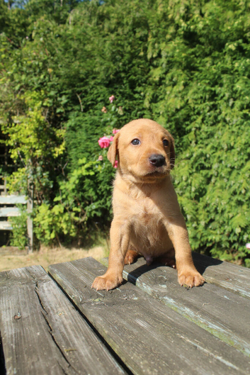 KC Fox red Labrador retrievers