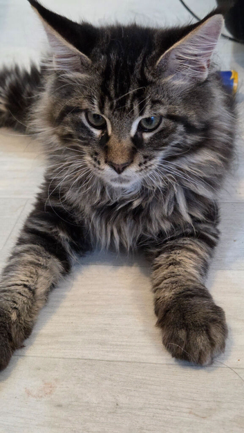 Main coon
