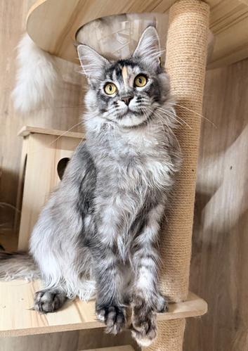 Tica registered Maine coon girl looking for new home
