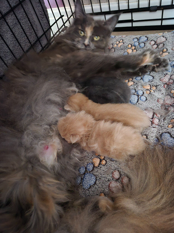 Maine coon male kitten