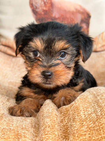 ADORABLE YORKSHIRE TERRIER PUPPIES FOR SALE