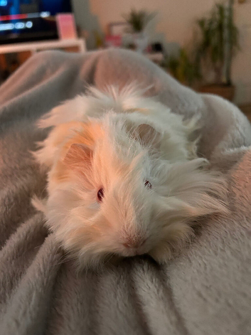 Beautiful pew white little boy guinea pig