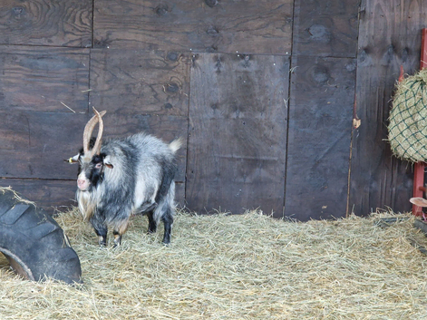 Billy goat for hire.