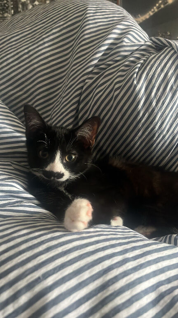 Tuxedo cat