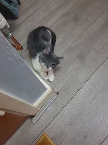Kitten boy for sale