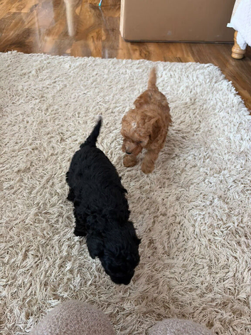 Toy poodle pups for sale