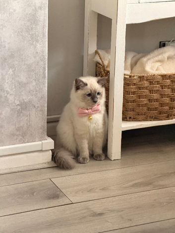 Beautiful blue mitted girl
