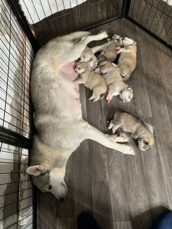 Siberian Husky Puppies