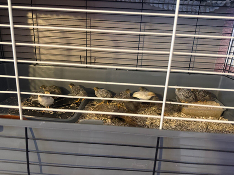 Baby button quail