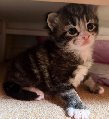 Kittens for sale