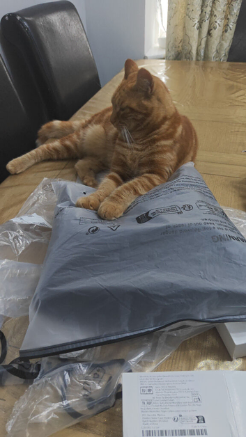 Cat
