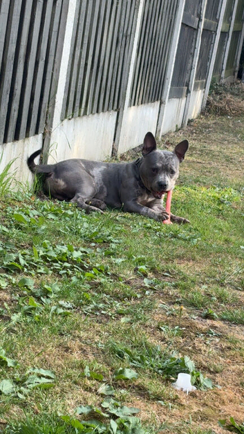 Roscoe 2 year old pocket bully