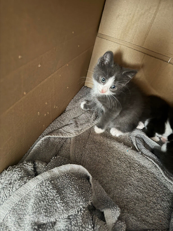 Kittens for sell