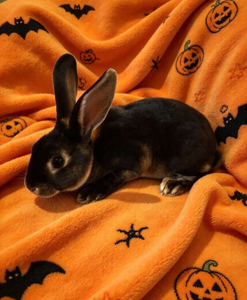 Mini Rex baby males