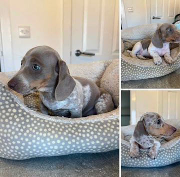 Miniature dachshund puppies for sale - READY TO LEAVE NOW