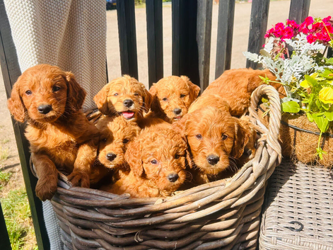 Miniature Golden Doodle Litter