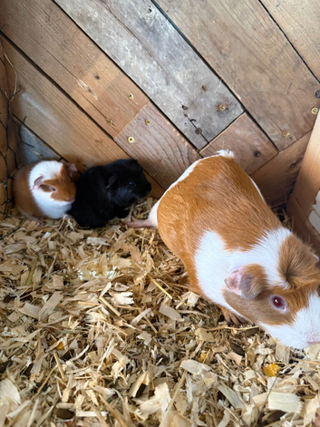 Male and female guinea pigs all different ages