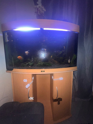 Tropical fish and tank
