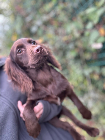 Last girl left cocker spaniel puppy