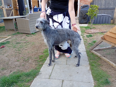 1 male and 1 female bedlington lurcher