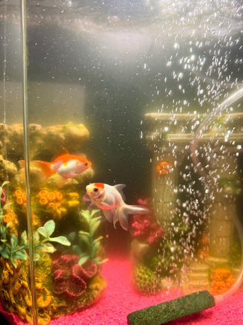 Fish tank and 5 fish