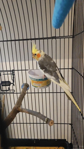 Cockatiel with cage and accessories for sale