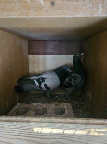 Pigeons
