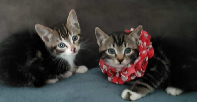 2 lovely Kittens <3
