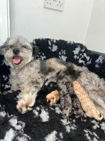 shihpoo puppies