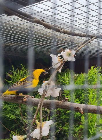 Yellow crowned bishop cock bird