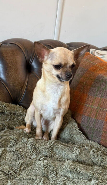 Chihuahua girl