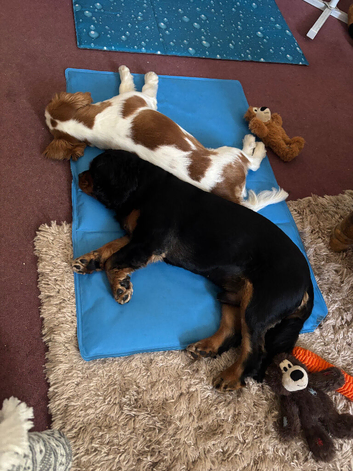 Heartbreaking sale of our fur babies