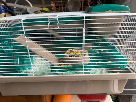 Male hamster for sale