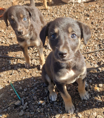 Saluki cross greyhound puppies
