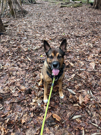 7yr old German shepherd x American bulldog