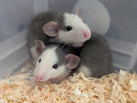 Taking expressions of interest/reservations for next litter, dumbo rats, husky colour