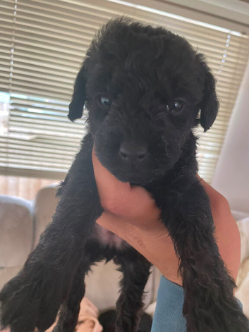 5 beautiful toy poodles x lakeland terrier puppies