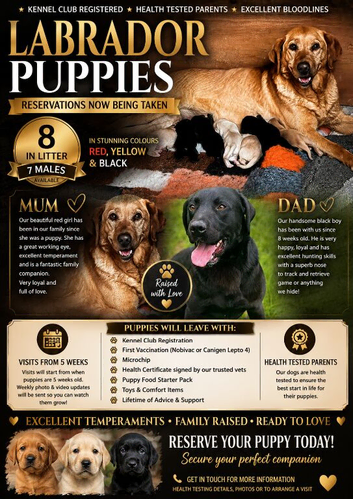 KC Registered Labrador Puppies Health-Tested Parents • Family Raised • Reservations Now Being Taken