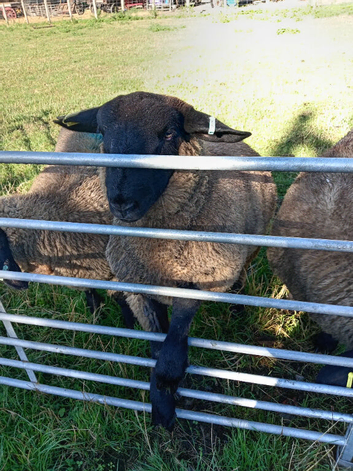Suffolk rams