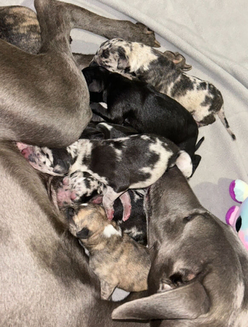 Whippet x collie greyhound puppies